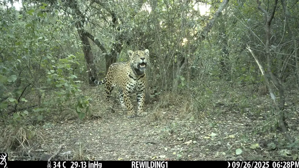 yaguarete-hembra-Acai