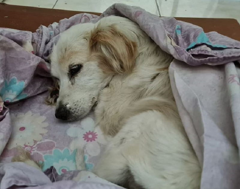 Lolita-perra-en-transito