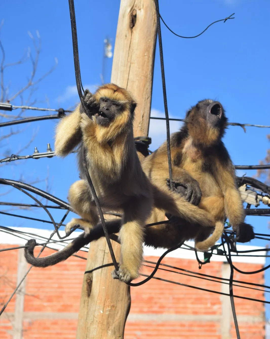 monos-caraya_1