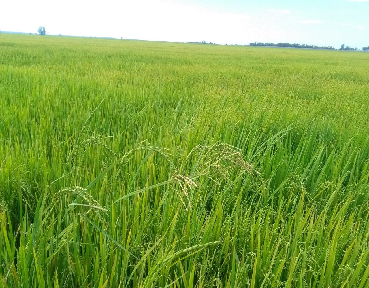 campos- de- arroz