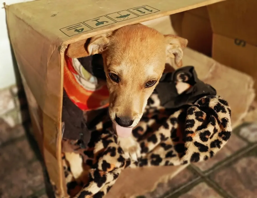 cachorro-en-adopcion-responsable_01