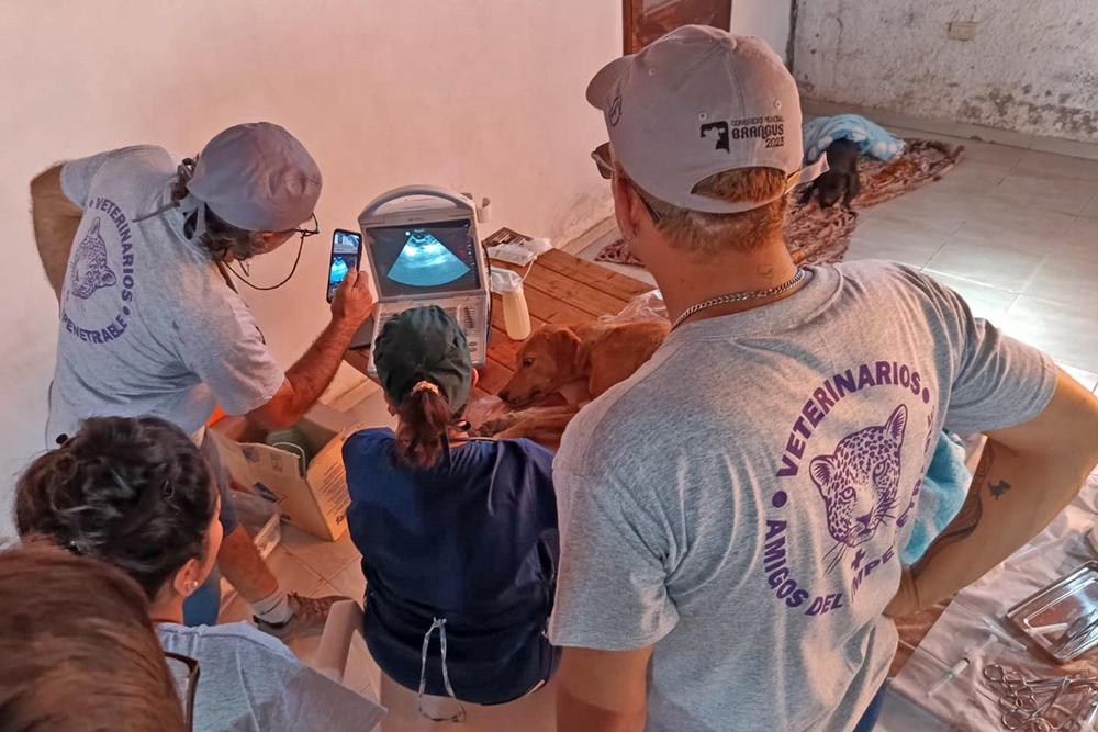 Veterinarios-Amigos-del-Impenetrable-operativo