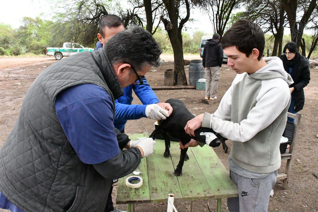 operativo-de-zoonosis-en-Saenz-Pena_1