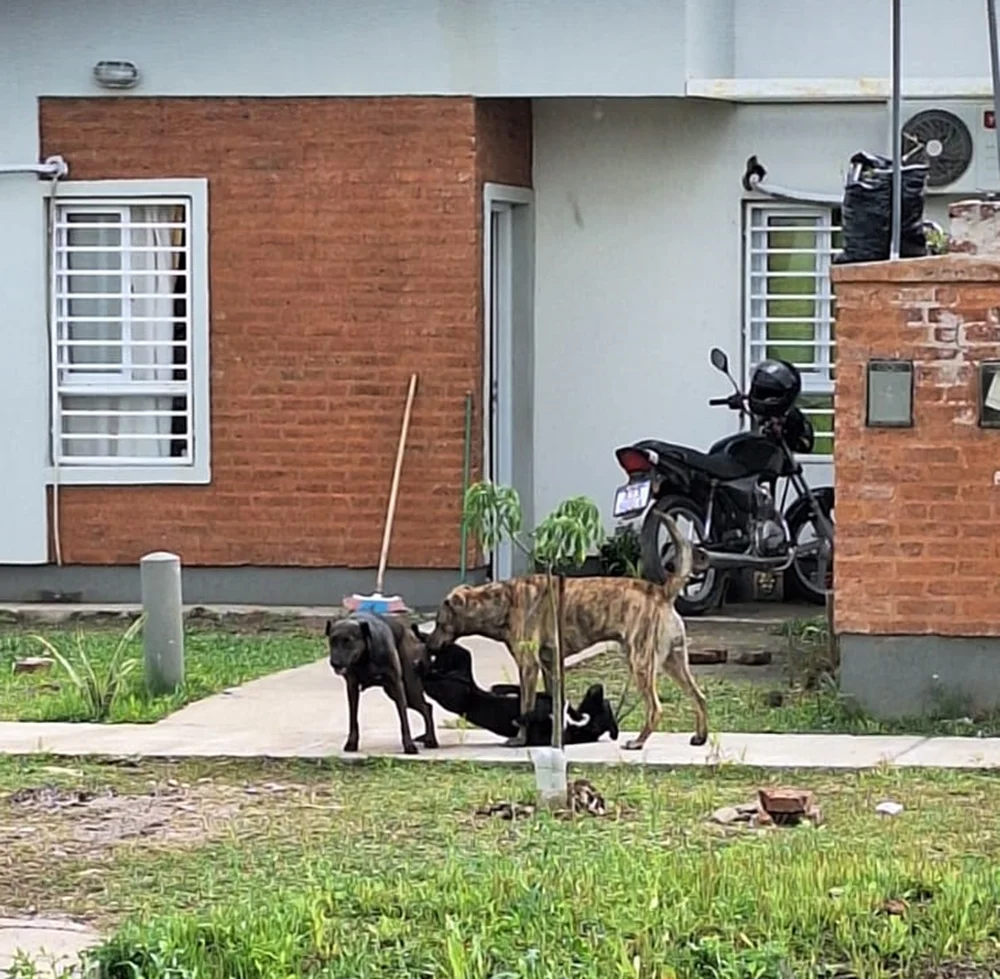 pedido-de-solidaridad-para-castrar-a-una-perra