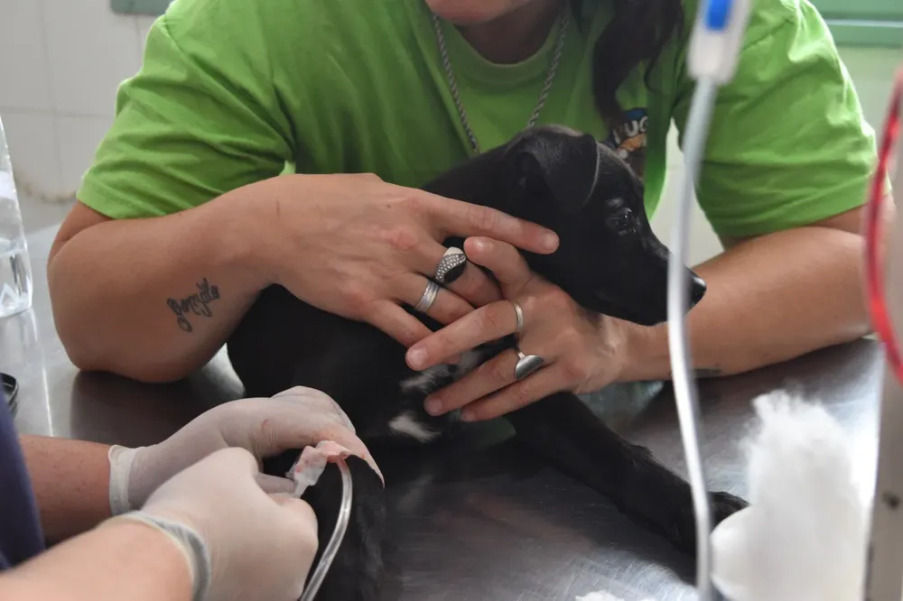 clinica-de-pequenos-animales-FCV-UNNE_1