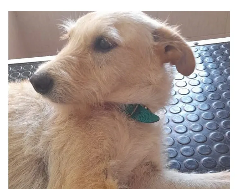 perra-Resistencia-Chaco