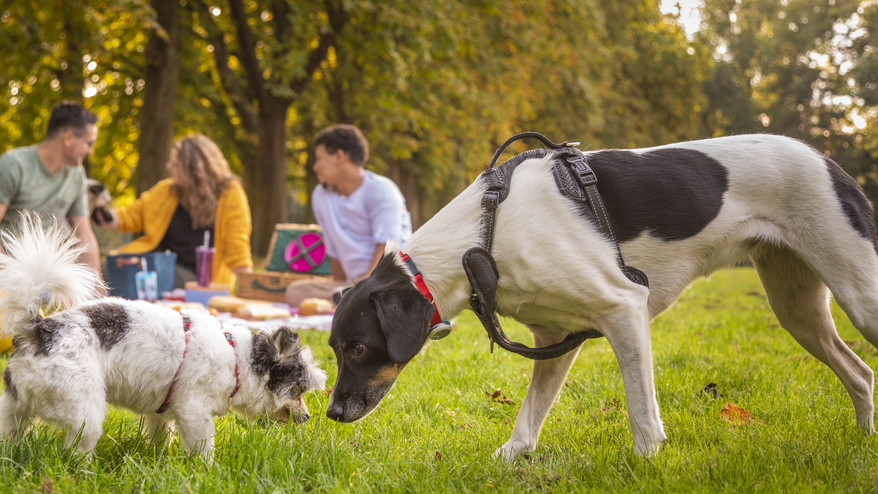 perros-sociales_en-parque