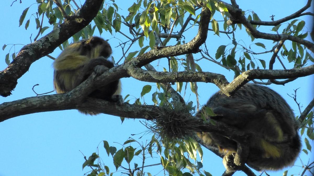 monos-caraya-1