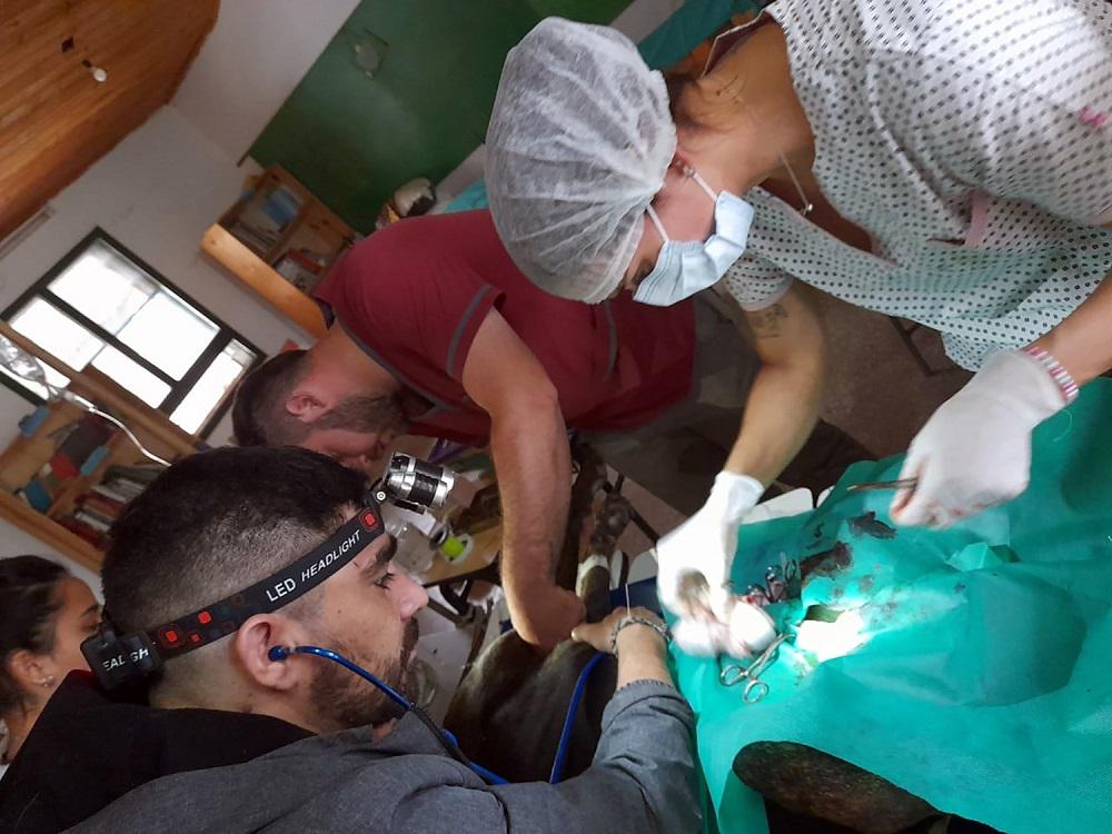 campana-de-esterilizacion-de-Veterinarios-Amigos-del-Impenetrable_1