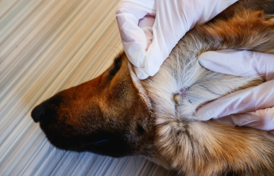 perro-con-garrapata_1