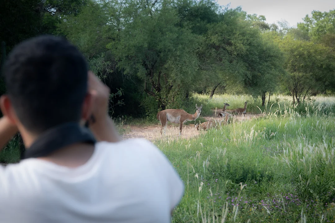 Impenetrable - avistaje- de- guanacos - Lucinda Di Martino - 2026