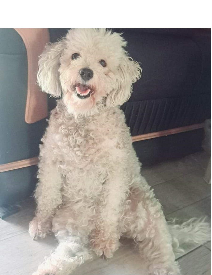 Lola-perra-caniche-1