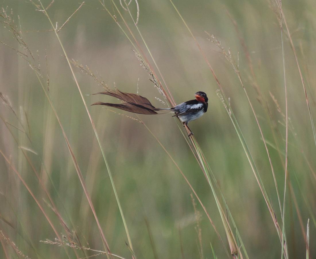 ave-de-pastizal-en-el-Ibera_1