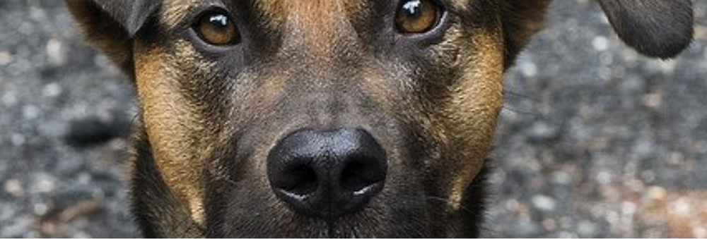 perro-mestizo_1