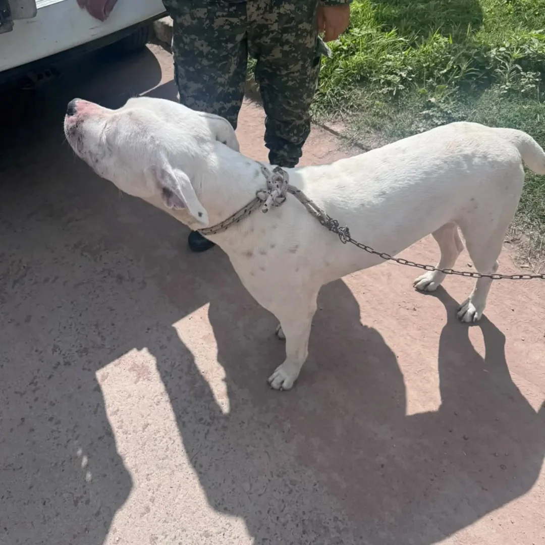 ataque-de-perro-en-la-Escondida