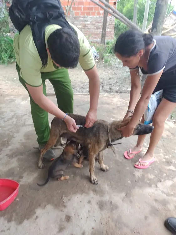 asistencia-a-perros-en-Puerto-Vilelas_1