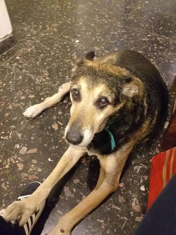 chicho-perro_1