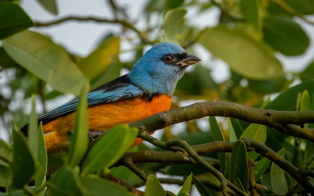 ave-en-El-Parque-Nacional-El-Impenetrable_1