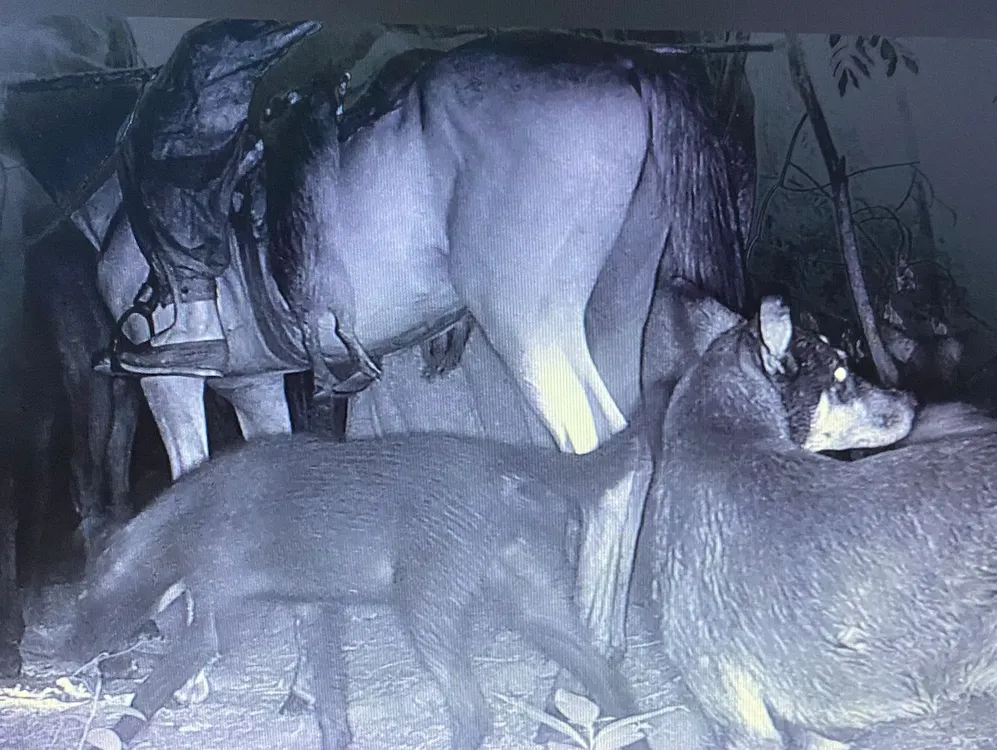 Cazadores con perros en Portal San Nicolás PN Iberá