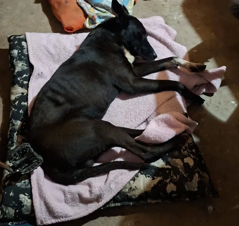 perro_en-Tiro-Federal-Resistencia