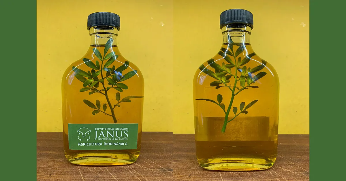 botella-de-cana-con-ruda