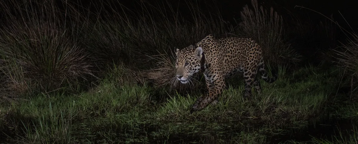 yaguarete-en-el-Parque-Nacional-Ibera_01