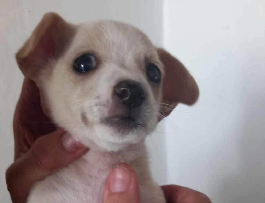 perro-01