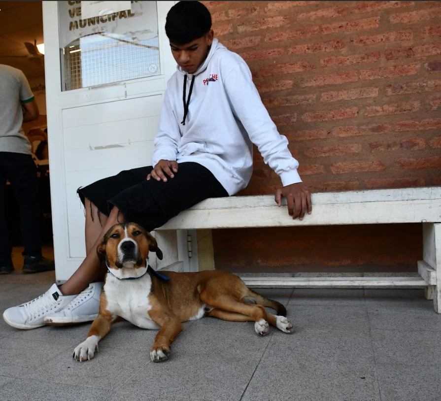 jornada-de-castracion-de-perros-y-gatos
