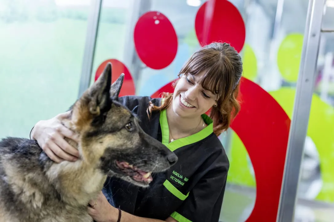 veterinariio