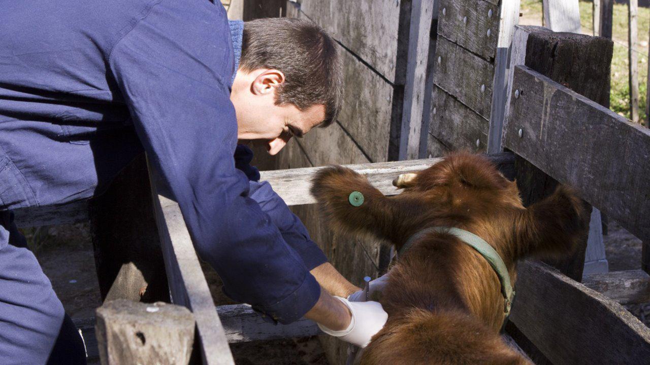 veterninarios-reacreditados-en-sanidad-animal 2020-09-11