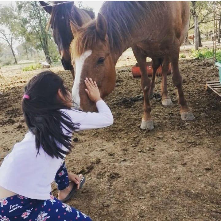 caballo-en-Fundacion-Libera-Chaco_1