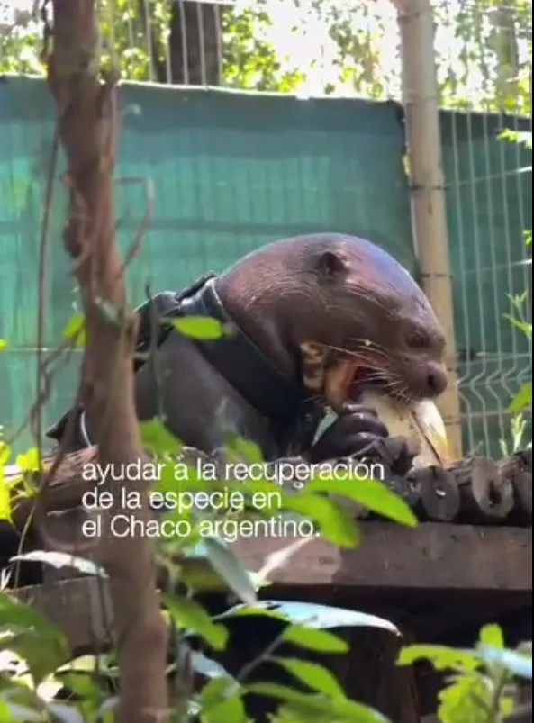 nutria-gigante-en-El-Impenetrable-chaqueno_1