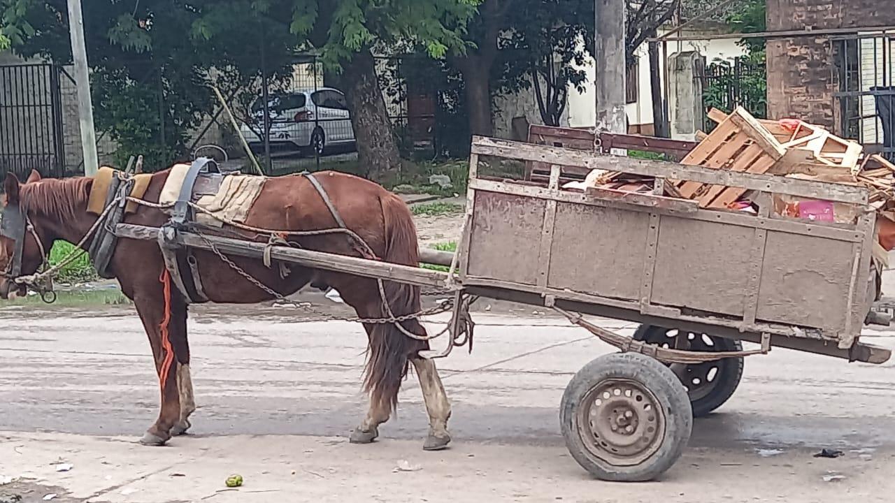 caballo-en-la-calle_1