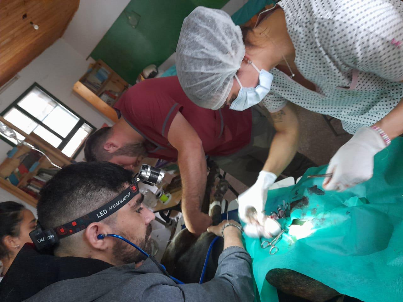 veterinarios-Amigos-del-Impenetrable