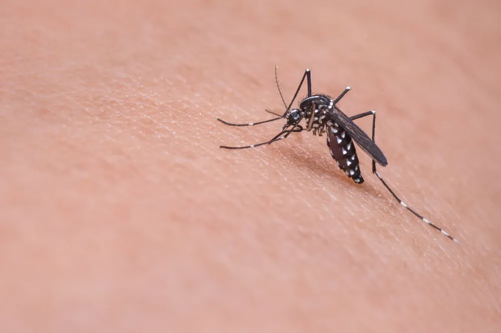 dengue_01