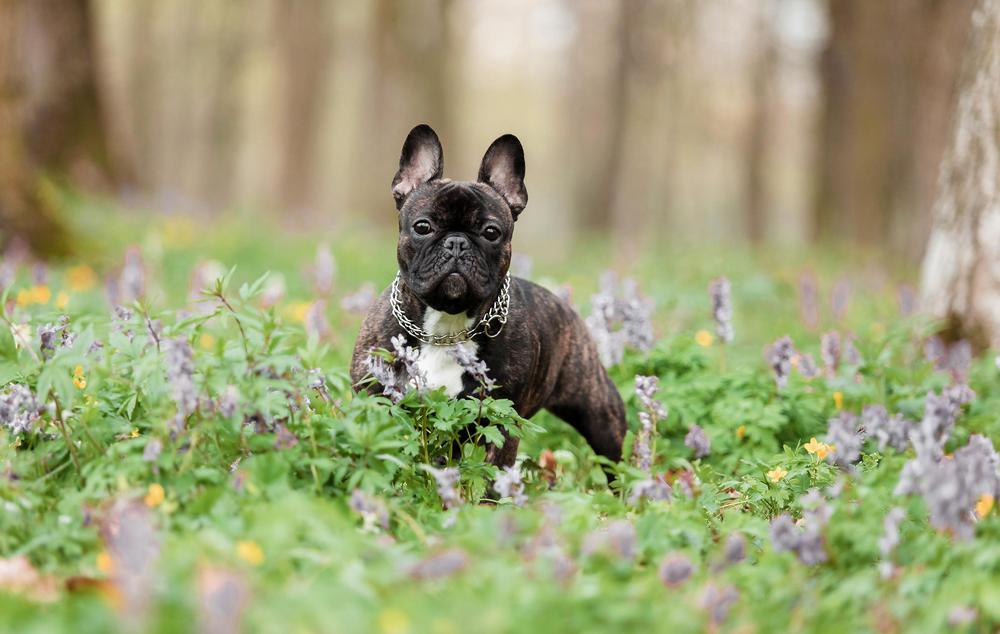 bulldog-frances_1