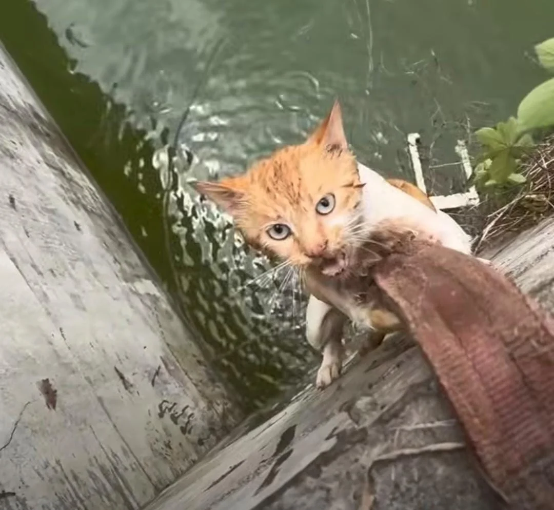 rescate-de-un-gato-en-Colonia-Tacuari