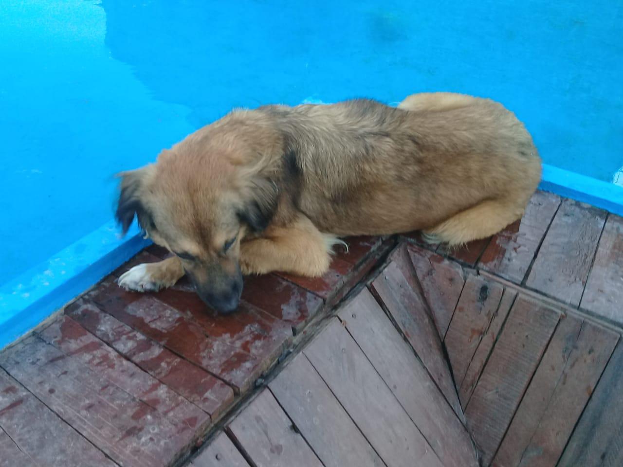 Huellas-Caninas-20-08-09-03
