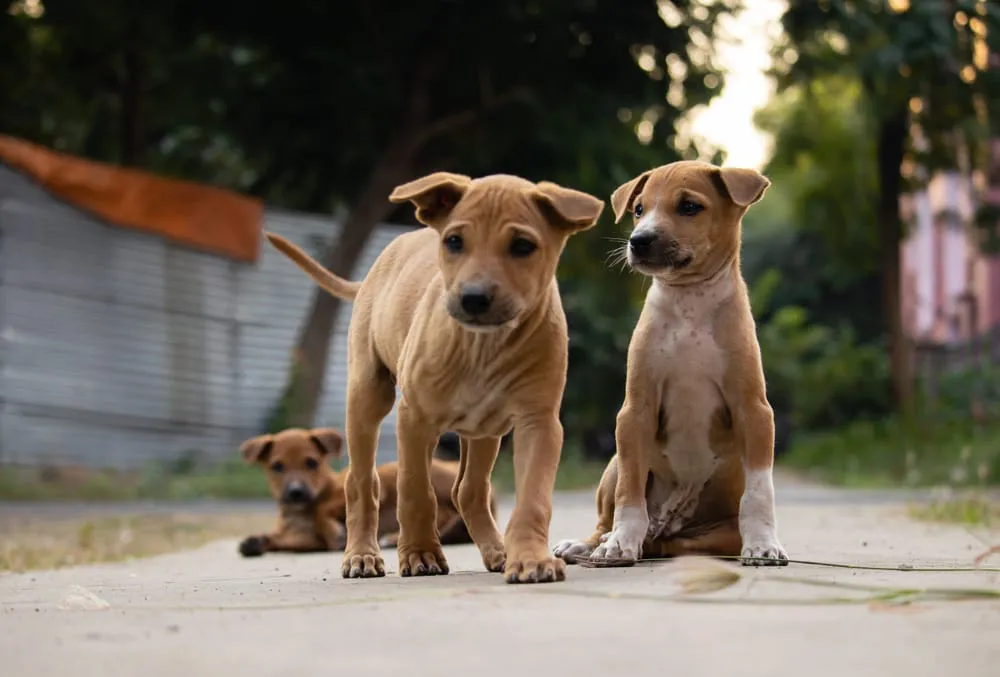 perros-mestizos_1