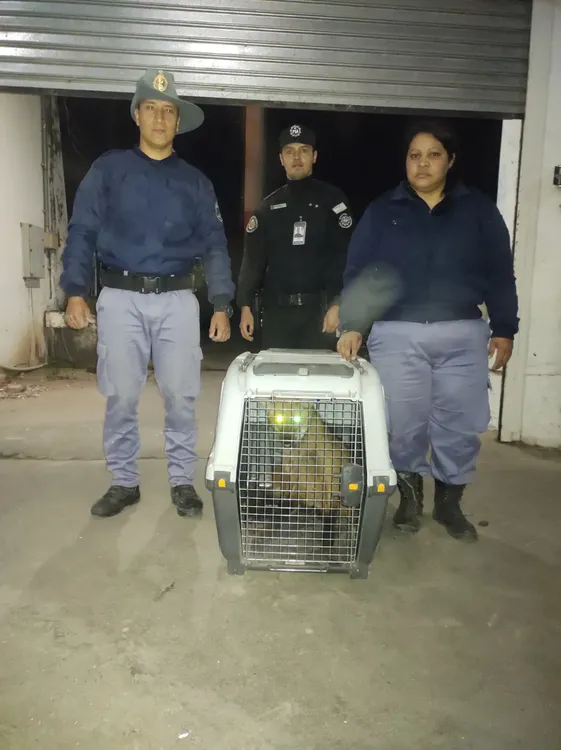 rescate-aguara-guazu_1