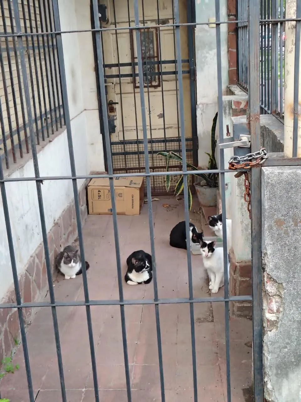 colonia de gatos_1