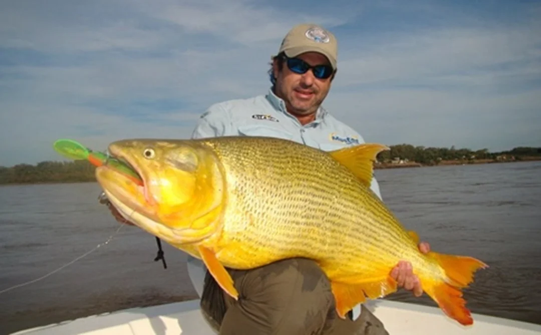 pesca-del-dorado-con-devolucion-foto-diario-el-sol