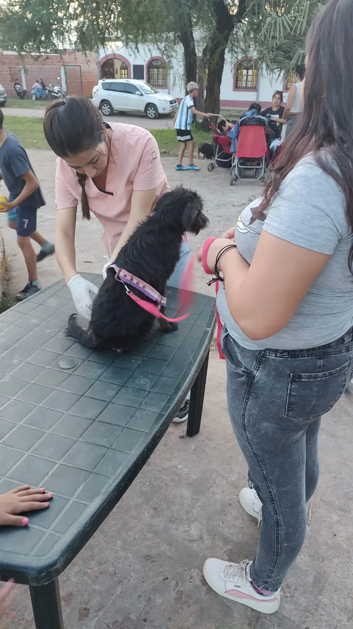 perro-recibe-atencion-veterinaria_3