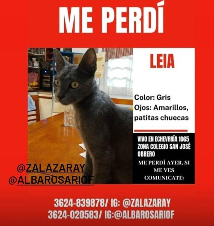 gata-Leia 2020-11-06