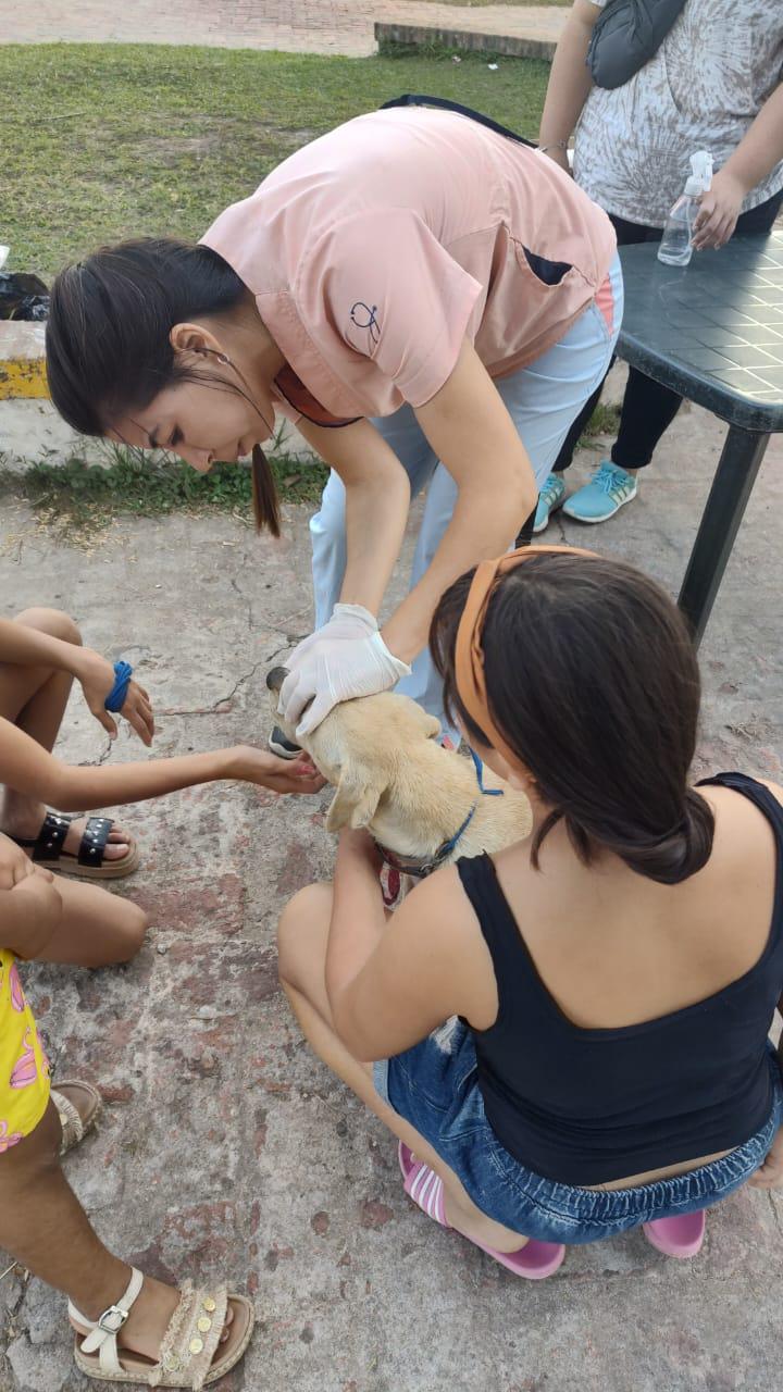 perro-recibe-atencion-veterinaria