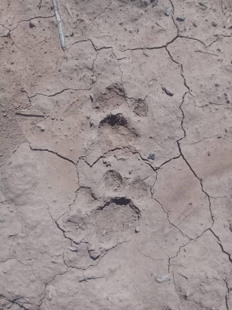 rastros-huellas-yaguarete 2020-10-28 (01)