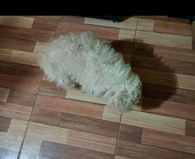 perro-en-adopciojn-responsable