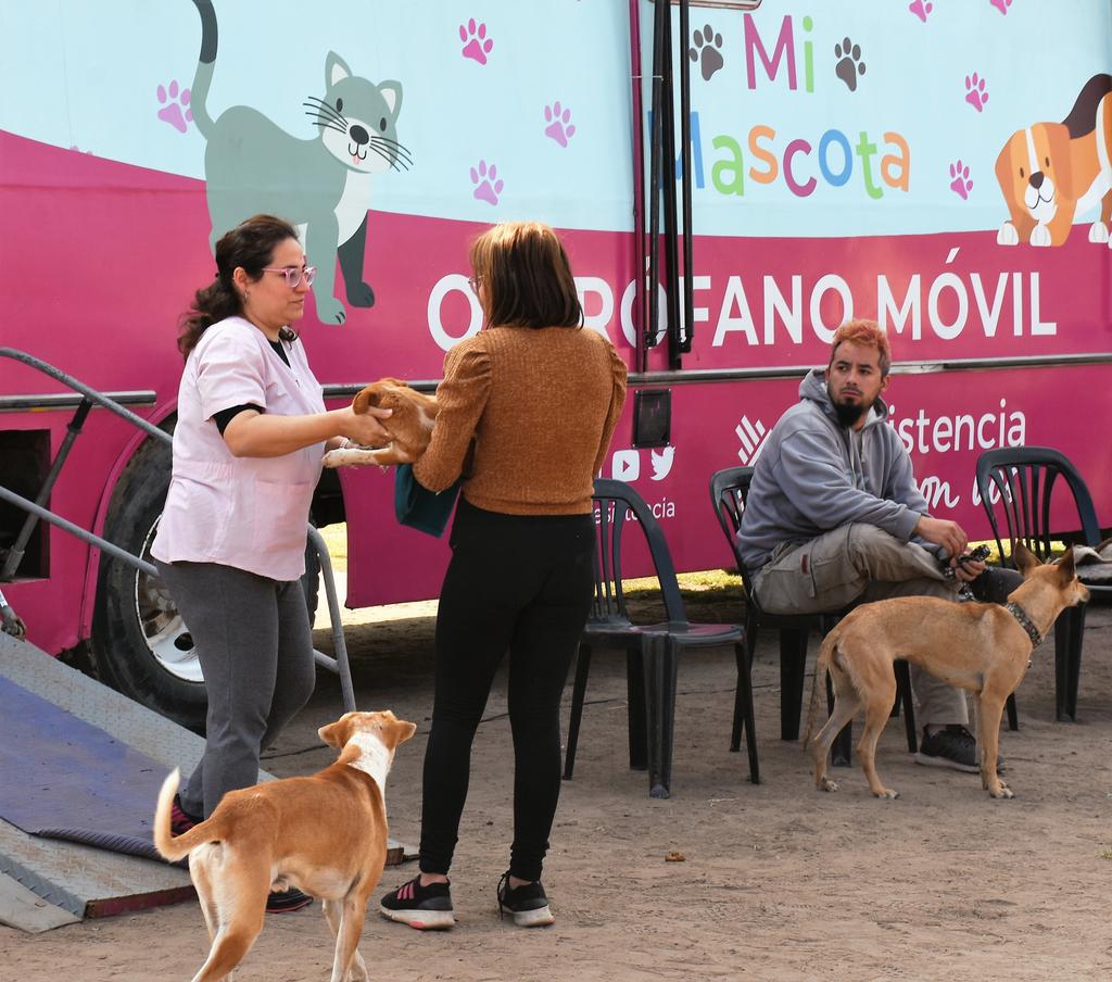 castracion-perros-y-gatos-programa-mi-mascota