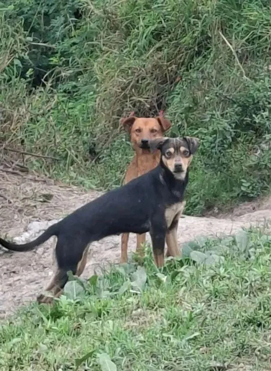 perros-en-Colonia-Tacuari
