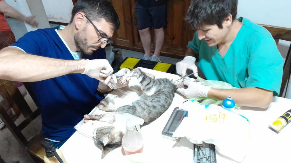 gato-recibe-atencion-veterinaria